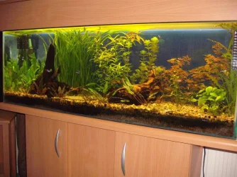 NEW_AQUARIUM_SIDE.webp