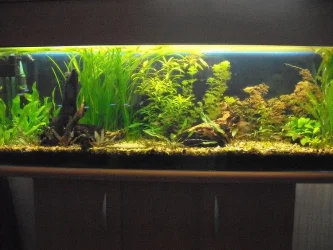 aquarium_dark.webp