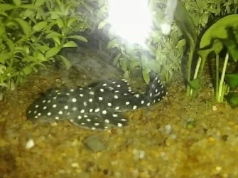 L082_opal_spot_pleco.webp