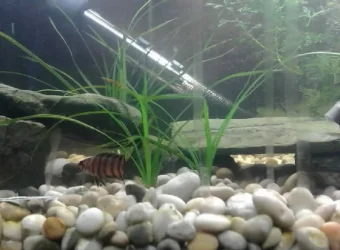 Ctenopoma_ansorgei.webp
