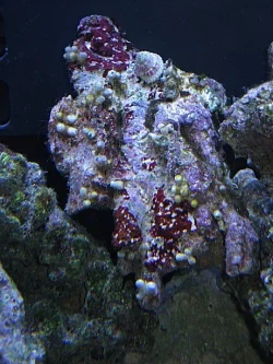 Img_3715Coral.webp