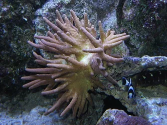 Img_3717Coral.webp