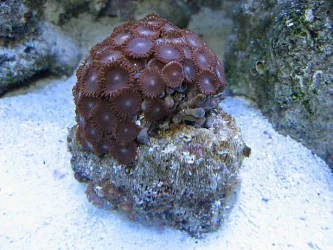 Img_3721Coral.webp