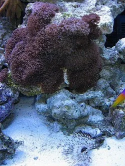 Img_3719CoralAndFeatherDustersmall.webp