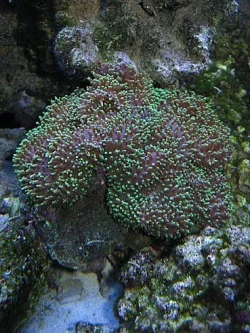 Img_3744GreenFurryMushroomDayAfterPuttingInTankSmall.webp