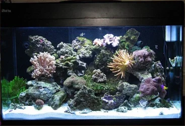 Img_3746MarineTank24.08.09_small.webp