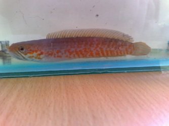 Small1.1fin_001.jpg