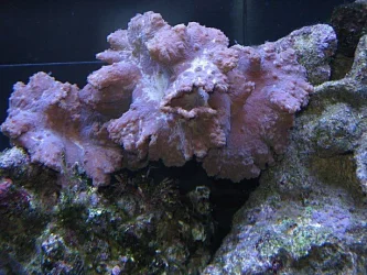 Img_3716Coral.webp