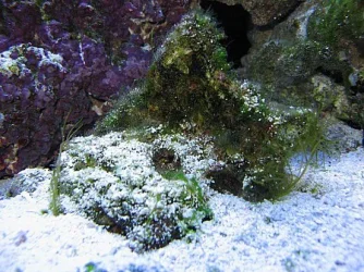 Img_3752GrassSmall.webp