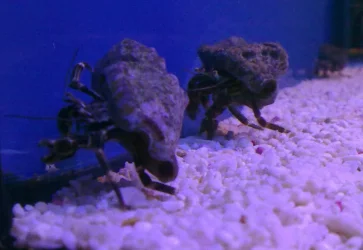 07082009088.webp