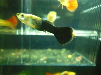 half_black_guppy2.webp