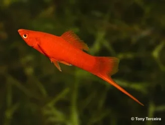 swordtail_500.webp