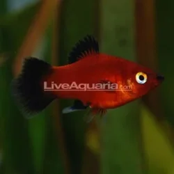 p_39492_platy.webp