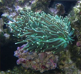 Img_3768TorchCoral.webp Img_3768TorchCoral.webp