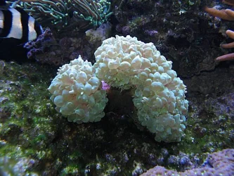 Img_3767HumbugAndBubbleCoral.webp Img_3767HumbugAndBubbleCoral.webp