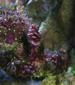 Img_3809PinkCoralGrowingByStarCoral.webp Img_3809PinkCoralGrowingByStarCoral.webp