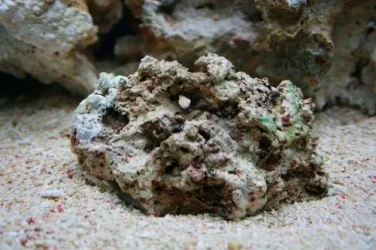 A_Rock.webp A_Rock.webp