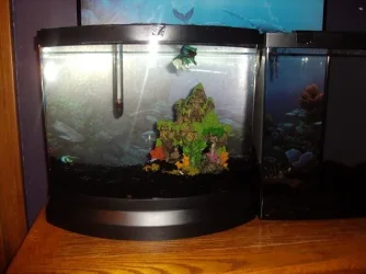 tank.webp