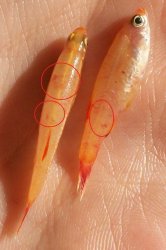 100_0133.jpg 100_0133.jpg