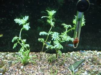 aquarium_new_003.webp