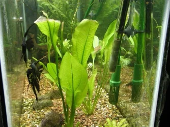 aquarium_new_002.webp