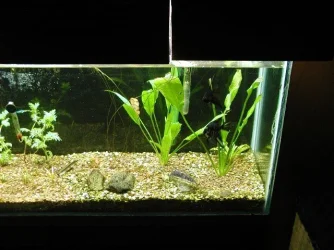 aquarium_new_001.webp