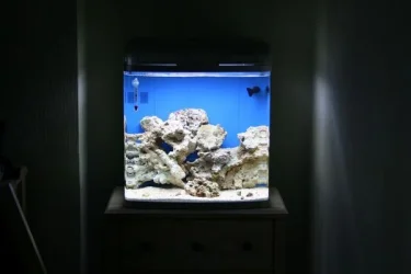 tank.webp