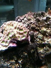 coral_rot.webp