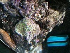 coral_rot_2.webp