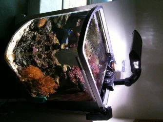 fish_tank.webp