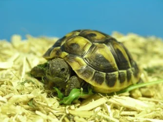 Herbie_.webp