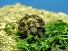 herbie_eating.webp