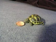 herbie_size.webp