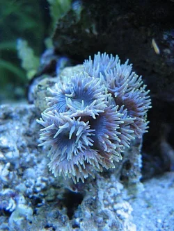 Img_3962DuncanCoral.webp