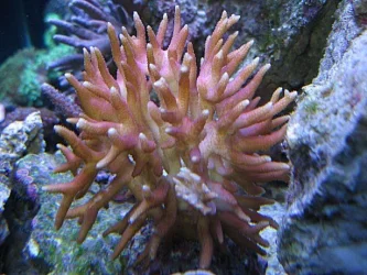 Img_3953HystarixCoral.webp