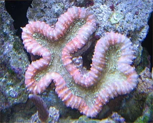 Img_3987BrainCoral.webp