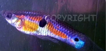 Guppys.webp