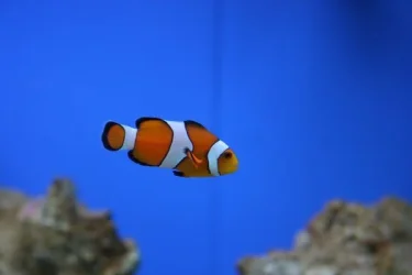 Clown.webp