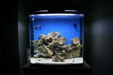 FTS.webp