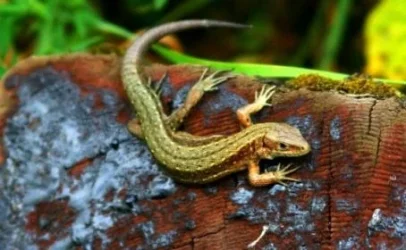 Lizard_Small.webp