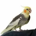 images.webp