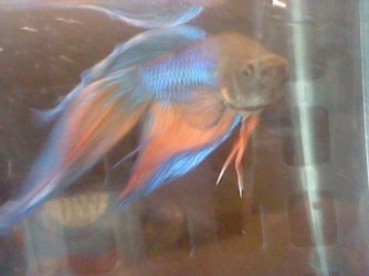 some_chicago_pics_014.jpg some_chicago_pics_014.jpg