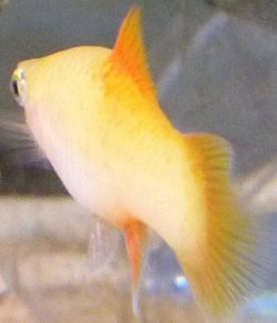 P1000217_cropped.JPG P1000217_cropped.JPG
