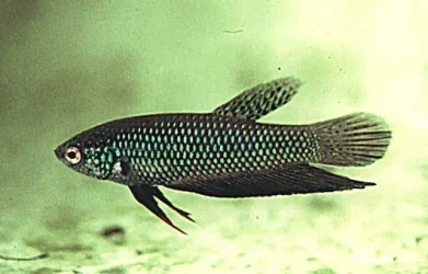 Betta.webp