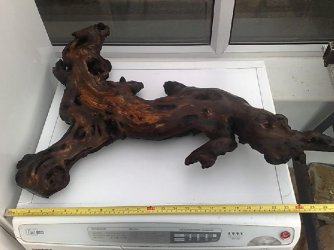 Bogwood1.jpg