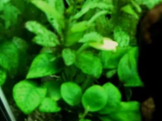 077.webp