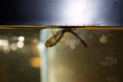 guppy.jpg