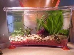 small tank II.webp