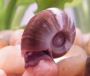 snail.jpg