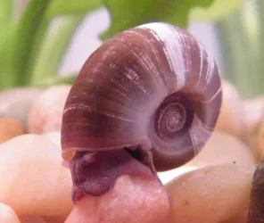 snail.webp